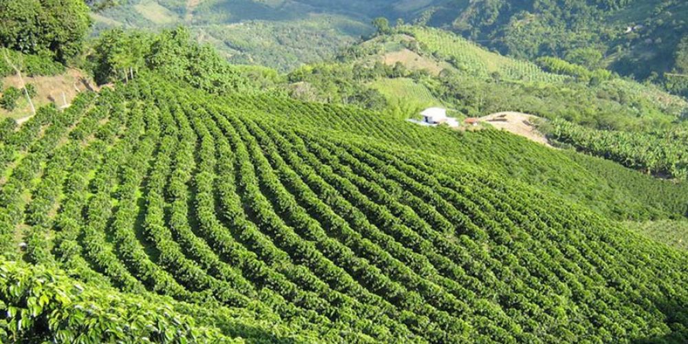 Pitalito celebra el liderazgo del Huila en la producción de café en Colombia