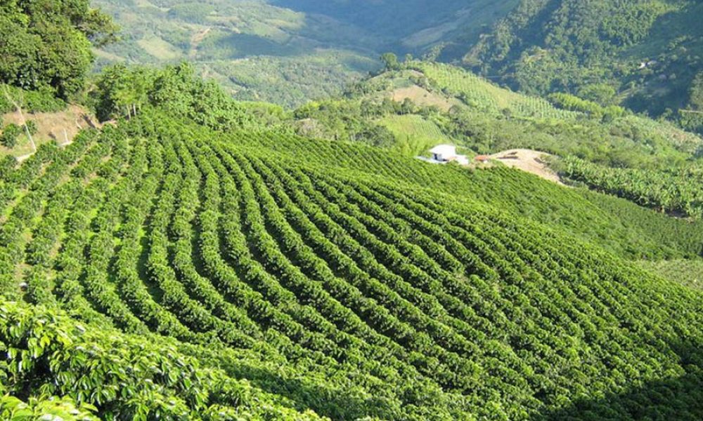 Pitalito celebra el liderazgo del Huila en la producción de café en Colombia