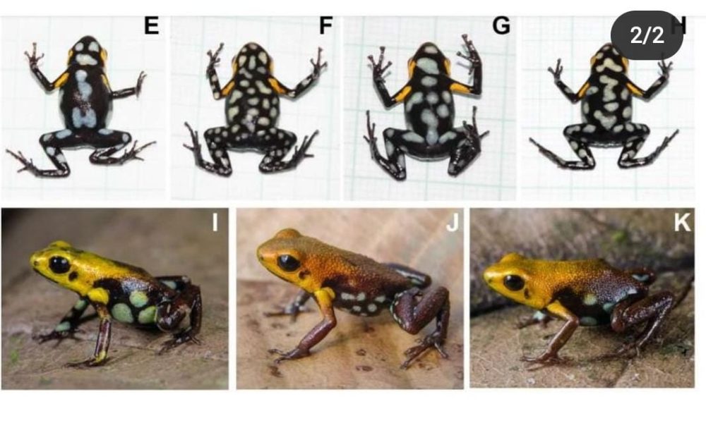 Nueva especie de rana fue descrita para los Andes Orientales Colombianos