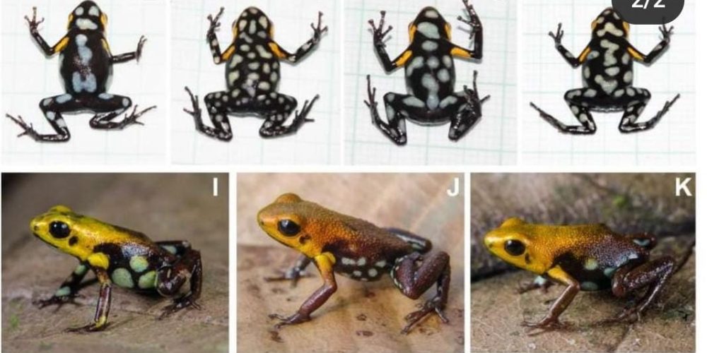 Nueva especie de rana fue descrita para los Andes Orientales Colombianos