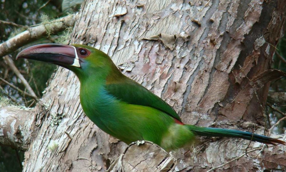 Colombia inaugura la primera ruta de aviturismo para personas con discapacidad visual de América Latina