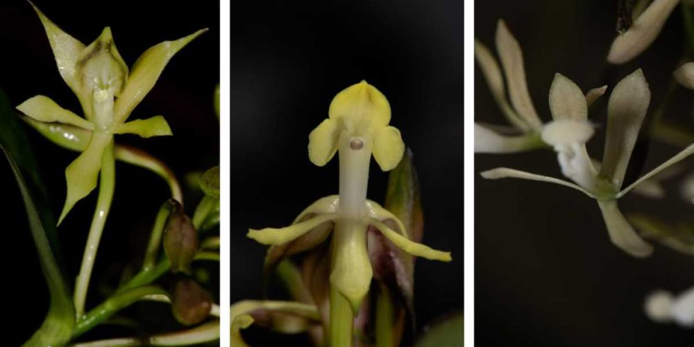 Tres nuevas especies de orquídeas fueron descubiertas para la ciencia en Colombia