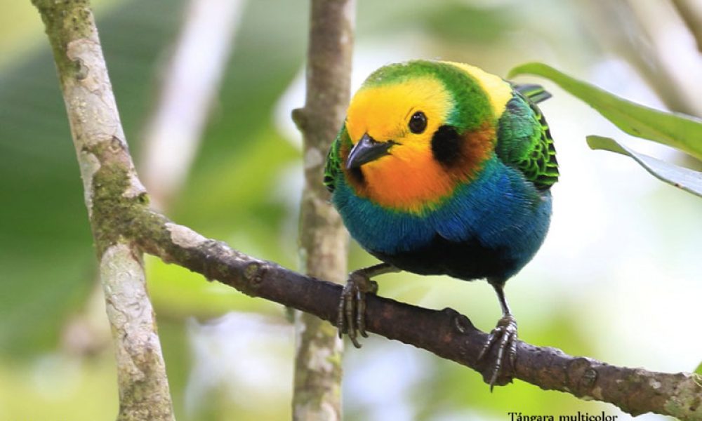 Cinco lugares para realizar avistamiento de aves en Colombia