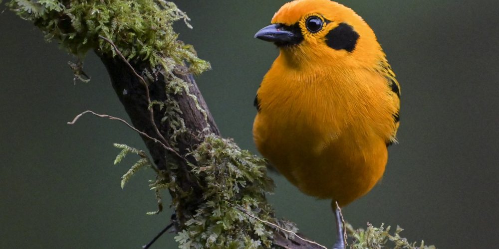 Primer sendero de avistamiento de aves SONORO para el turismo inclusivo
