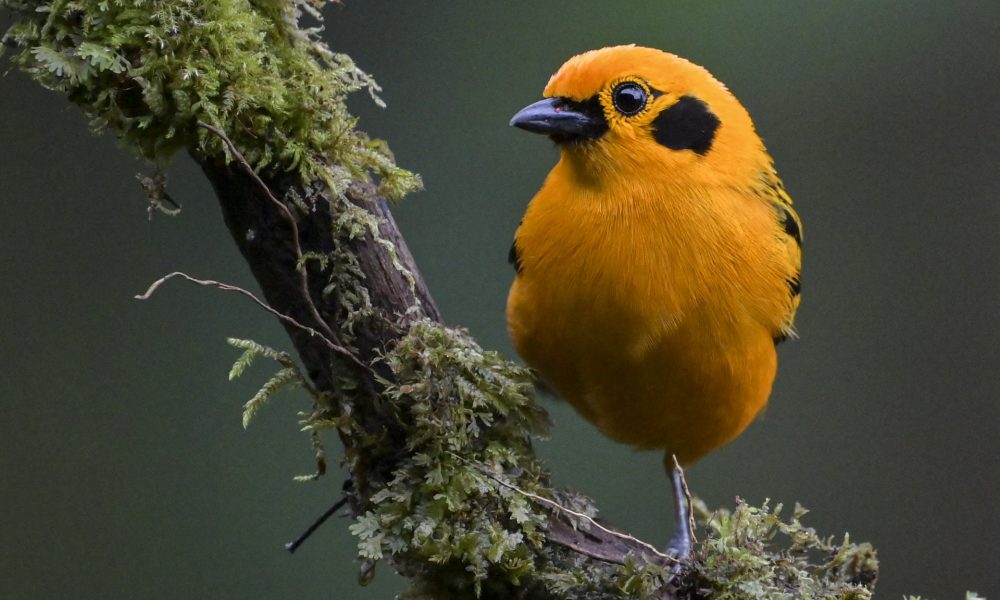 Primer sendero de avistamiento de aves SONORO para el turismo inclusivo