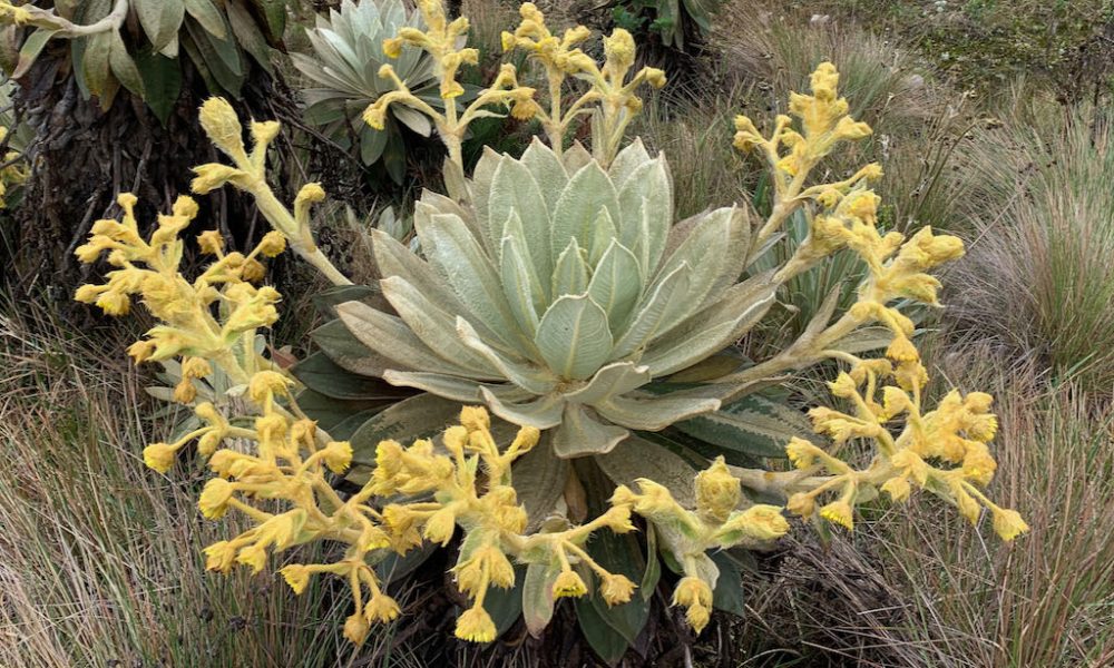 Se descubre nueva especie de Frailejón en Colombia