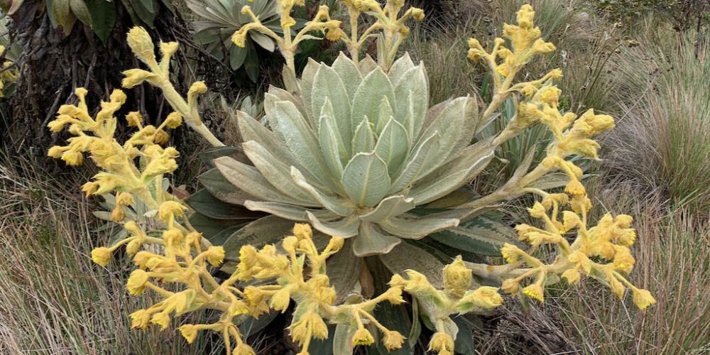 Se descubre nueva especie de Frailejón en Colombia