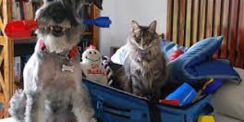 Destinos para viajar tranquilamente con las mascotas en Colombia