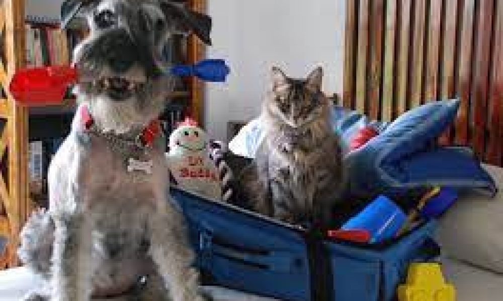 Destinos para viajar tranquilamente con las mascotas en Colombia
