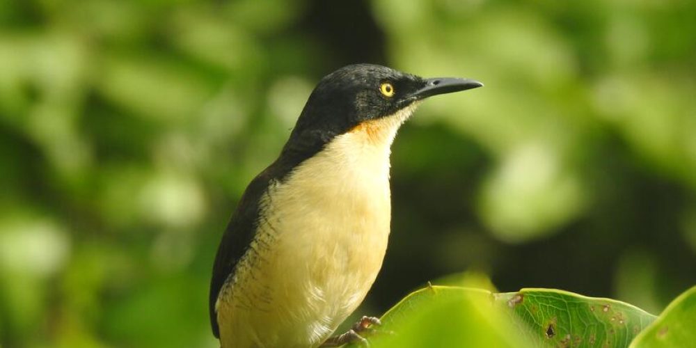 Primer manual ilustrado para el turismo de la naturaleza Colombiana