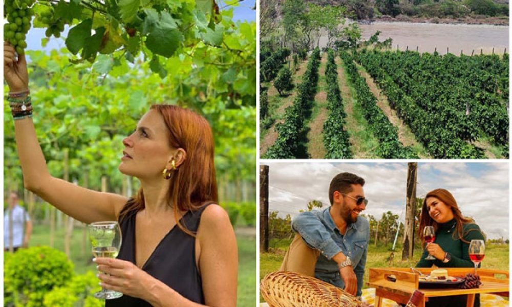 Tres destinos en Colombia para conocer un viñedo
